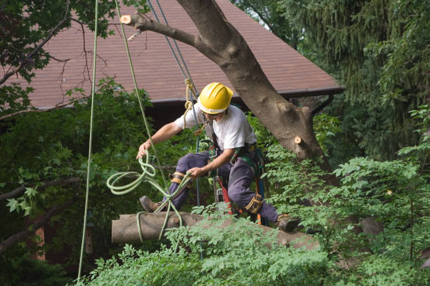 Trusted Frackville, PA Tree Services Experts