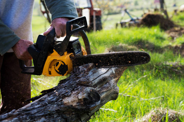 How Our Tree Care Process Works  in  Frackville, PA