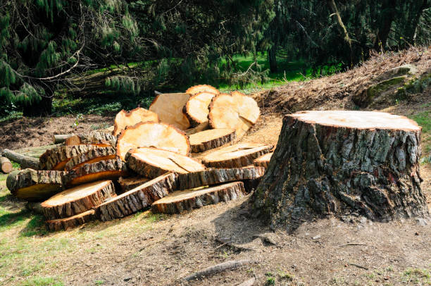 Best Tree Trimming and Pruning  in Frackville, PA